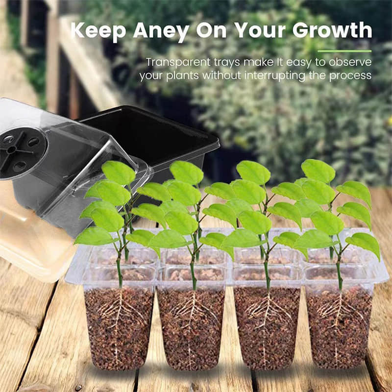 Seedling Box