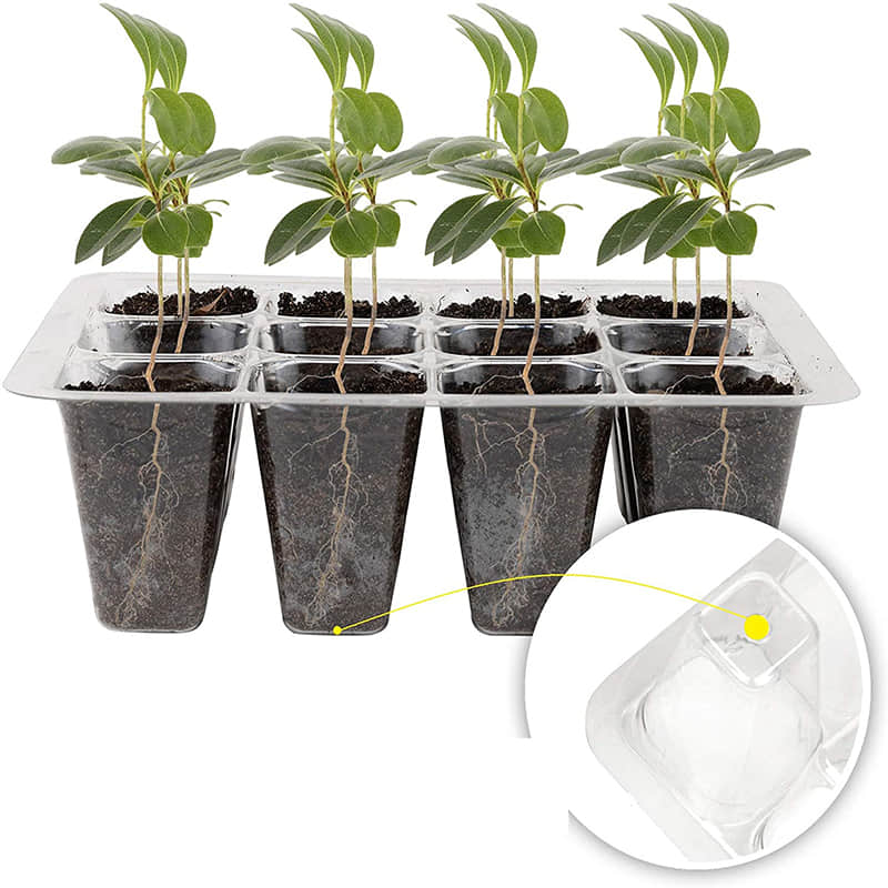 Seedling Box