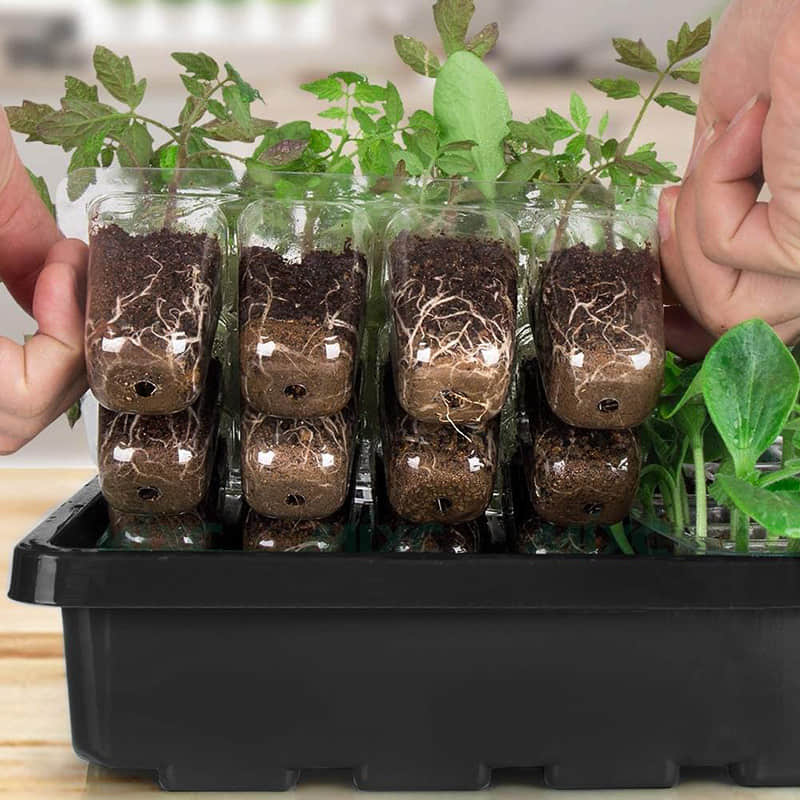 Seedling Box