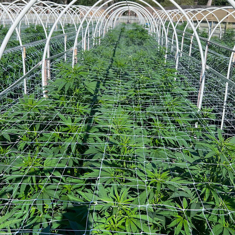 PP Plant Support Net