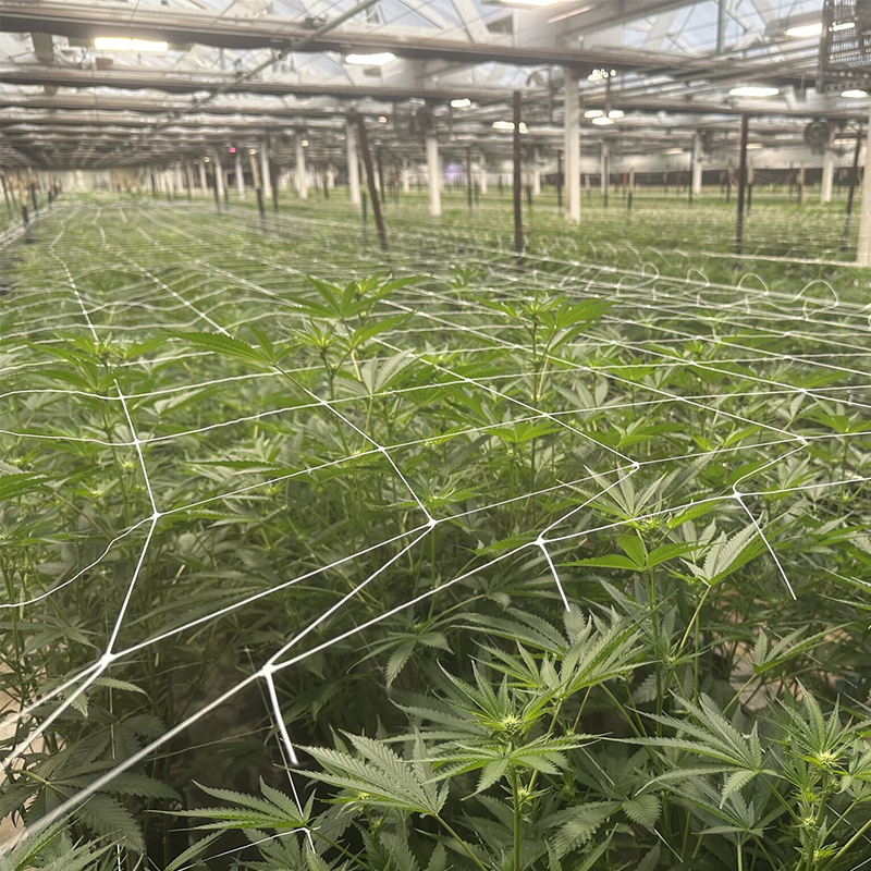 PP Plant Support Net