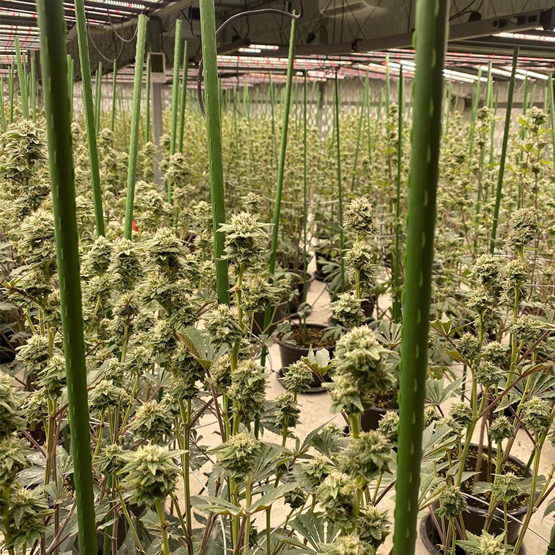 Plant Support Poles