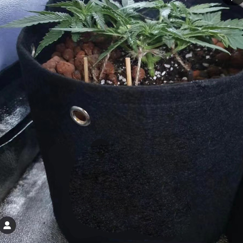 Non-woven Perforated Grow Bags