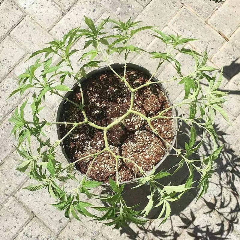 Non-woven Perforated Grow Bags