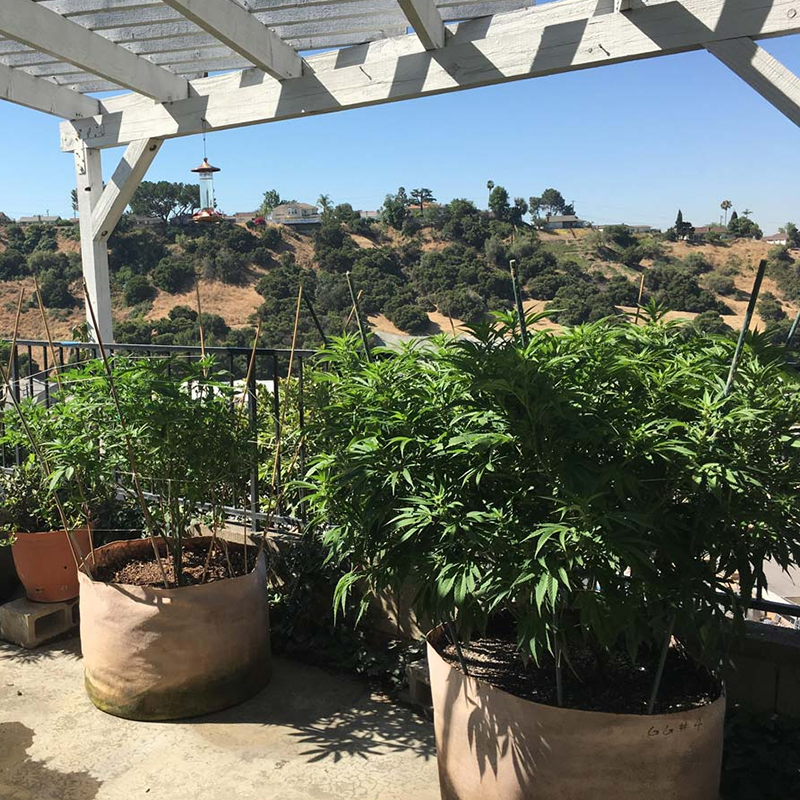Fabric Grow Bags