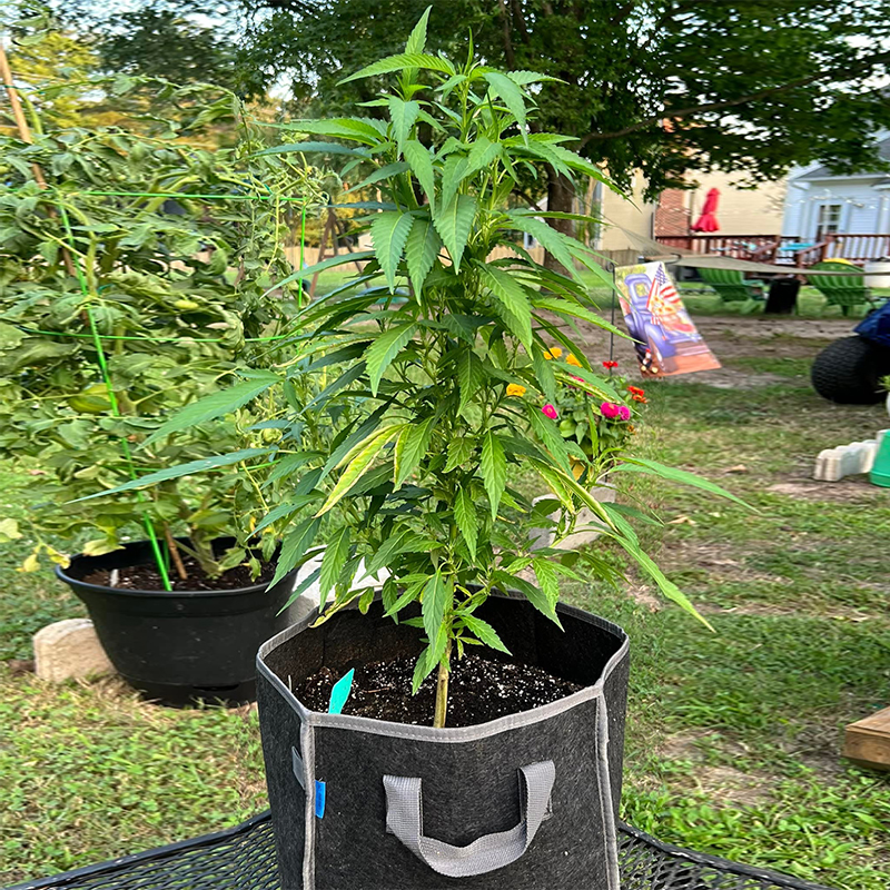 Square Non-woven Planting Bag