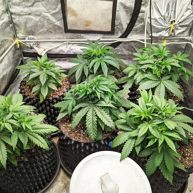 Air Root Pruning Pots