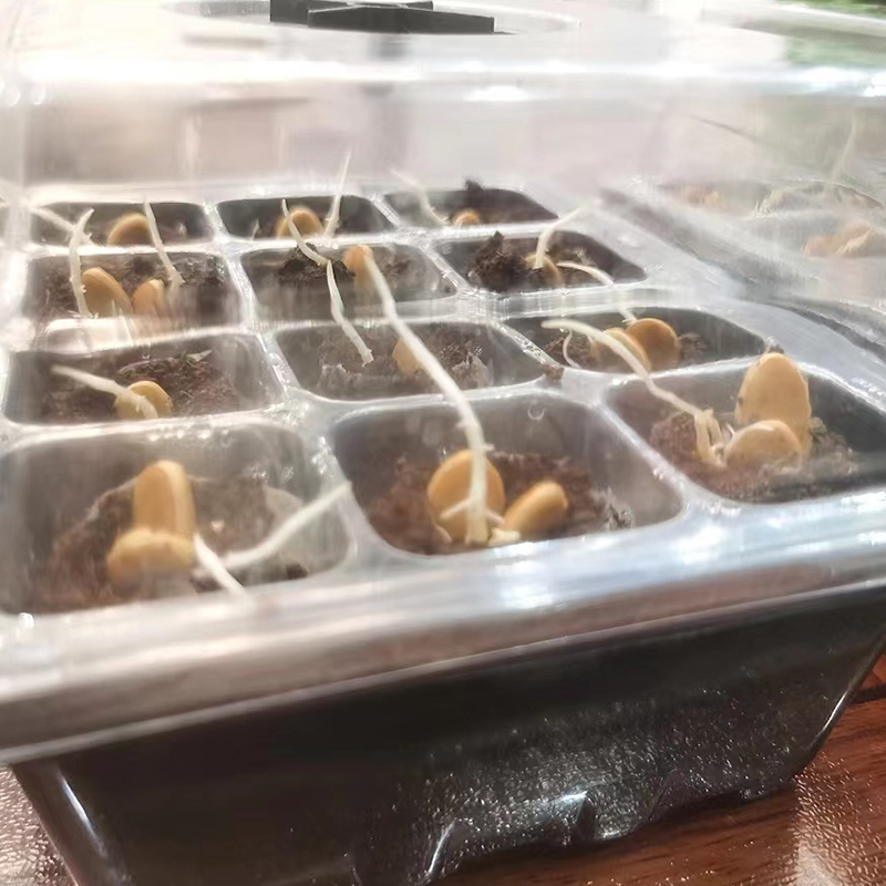 Seedling Box