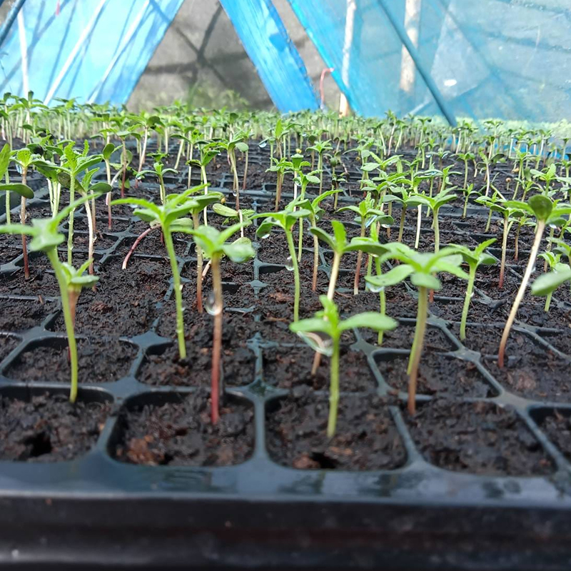 Seedling Tray