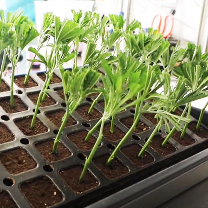 Seedling Tray