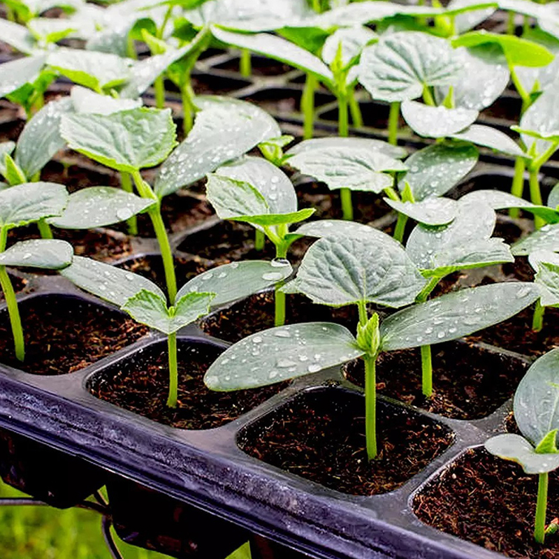 Seedling Tray
