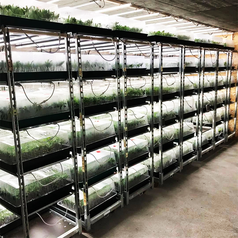 Seedling Tray