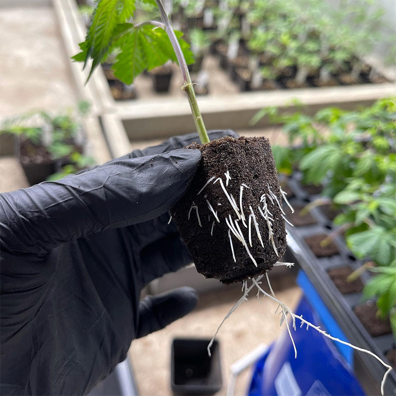 Seedling Tray