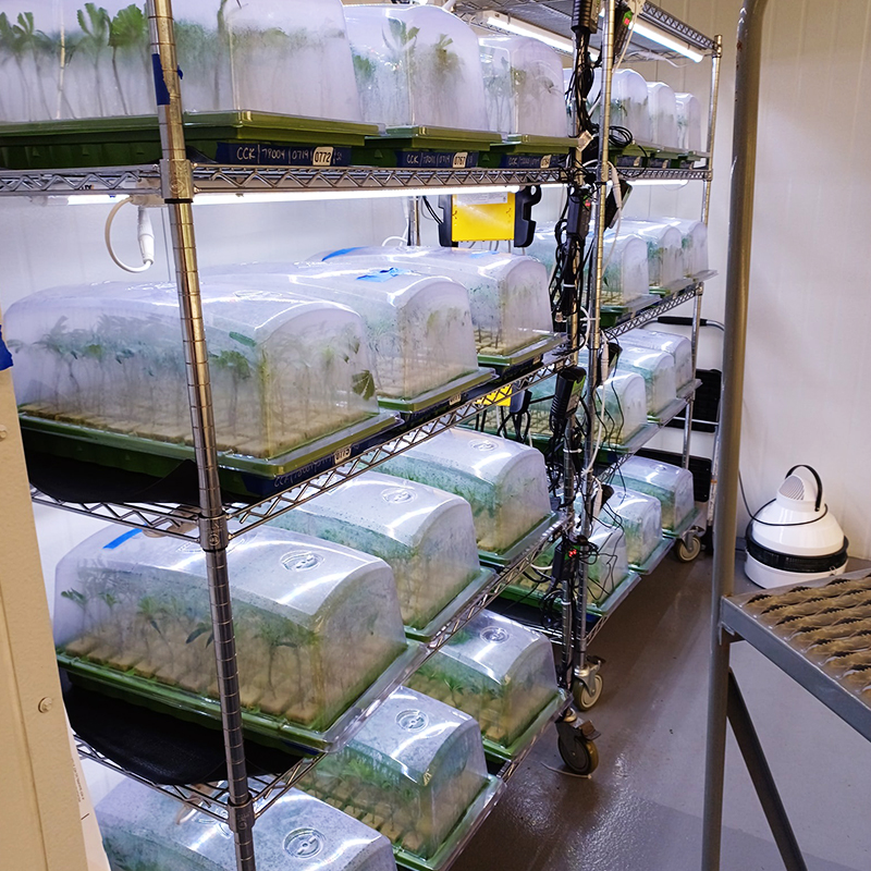Seedling Tray