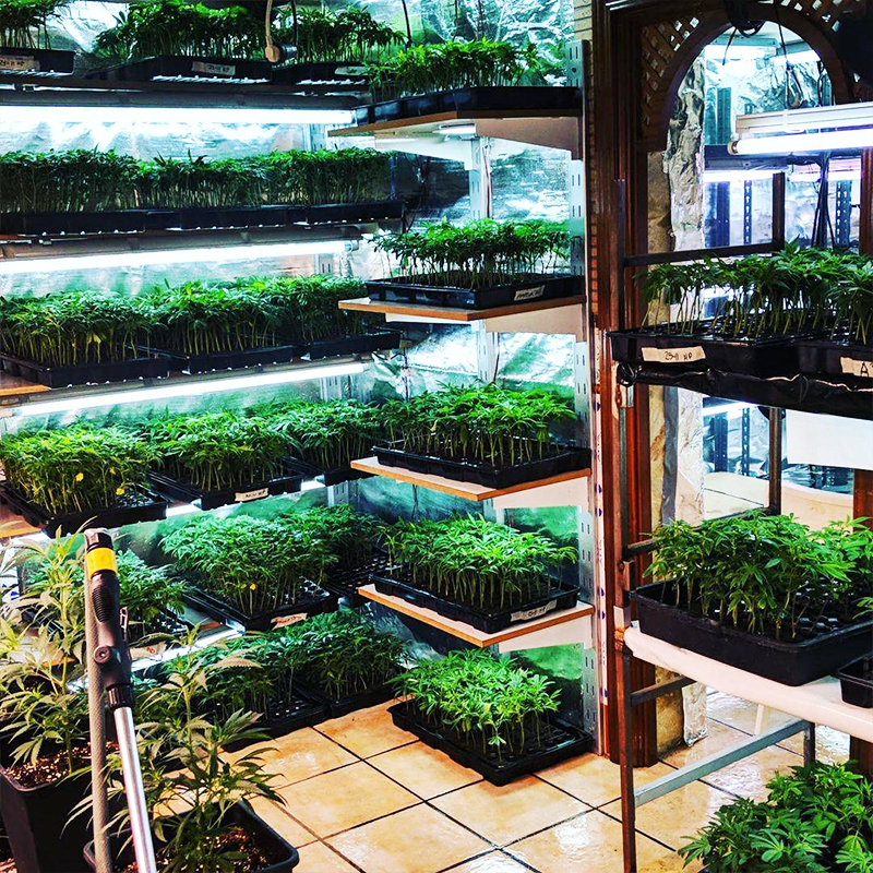 Seedling Tray