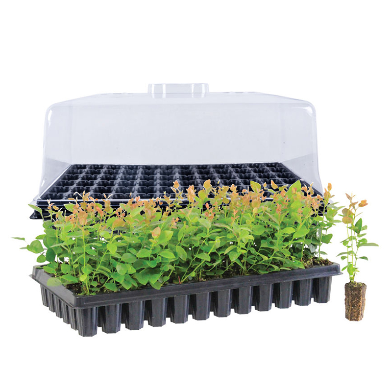 Seedling Tray