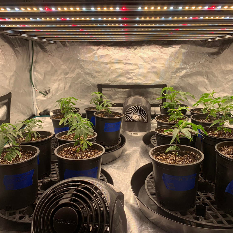 Plastic Plant Tray