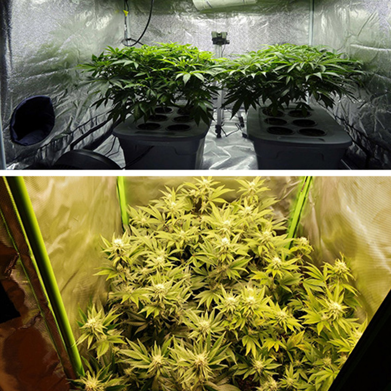 Grow Tent