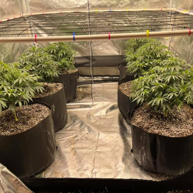 Grow Tent Elastic Trellis Netting