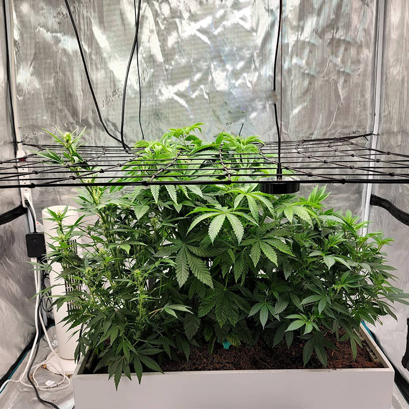 Grow Tent Elastic Trellis Netting