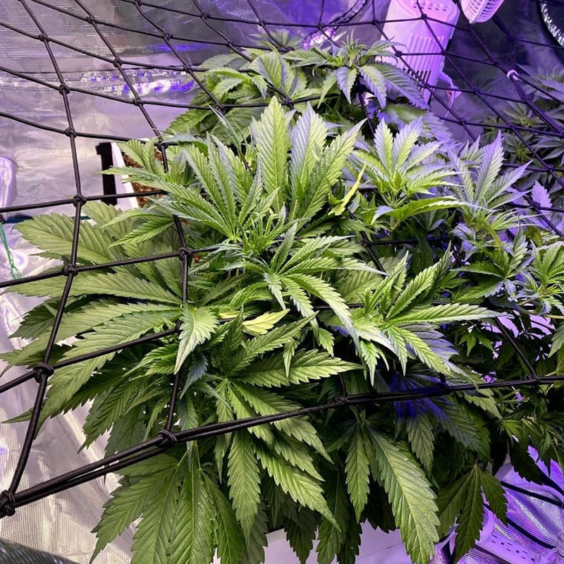 Grow Tent Elastic Trellis Netting