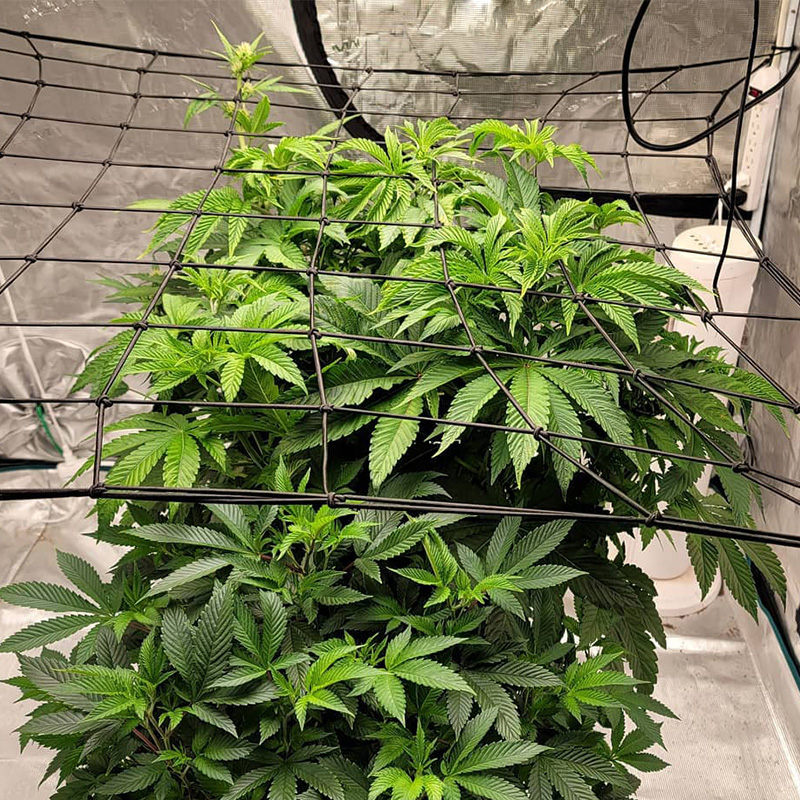 Grow Tent Elastic Trellis Netting