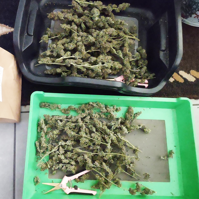 Pollen Collection Trimming Tray