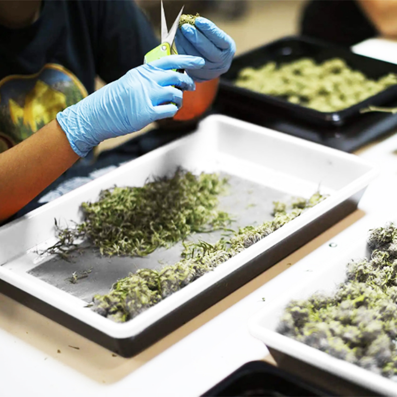 Pollen Collection Trimming Tray