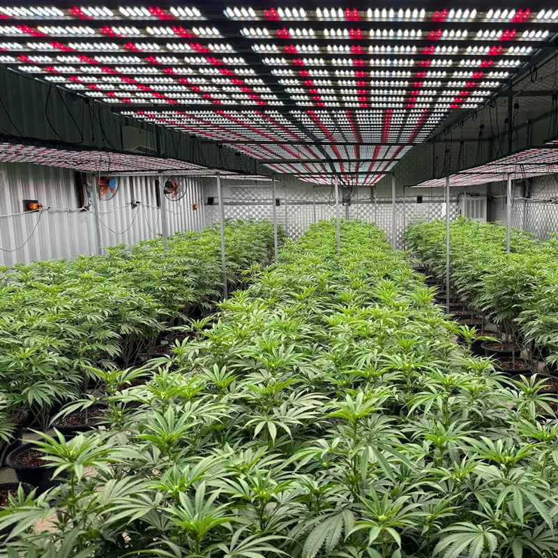 Customer Stories: How Our Products Helped People Achieve Perfect Growth for Cannabis