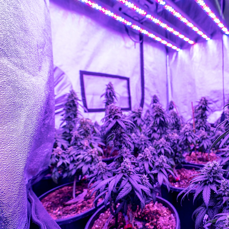 Essential Growing Accessories for Indoor Gardening: What You Need to Know