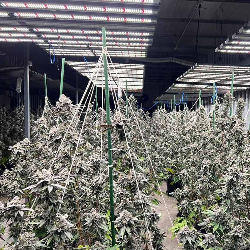 Octopus LED Grow Light - Removable